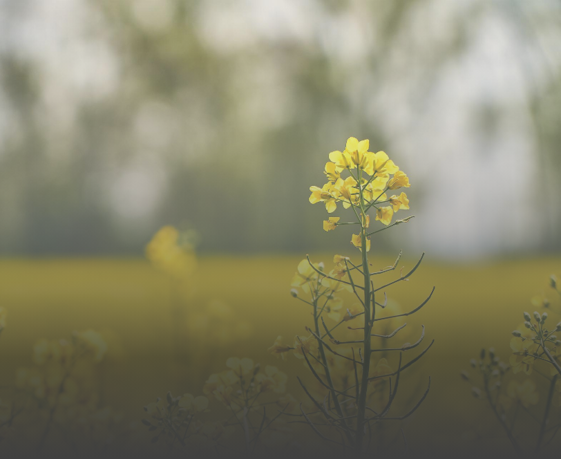 روغن های گیاهی